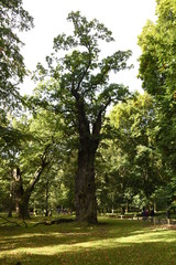 Fototapeta na wymiar Ivenack, 1000-jährige Eichen, Baumwipfelpfad