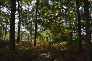 Autumn forest in the netherlands