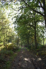 Fototapeta na wymiar Autumn forest in the netherlands