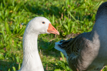 goose