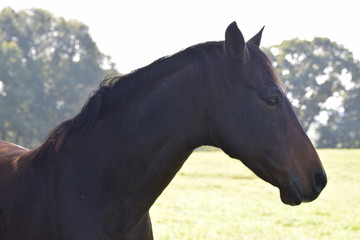 Fototapeta premium Dark horse in a field of grass in the netherlands