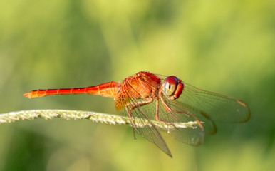 Dragonfly