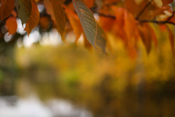 разноцветные осенние листья на деревьях © polukarovaanna