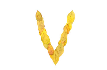 Letter V made of autumn fallen leaves isolated on white. Alphabet.
