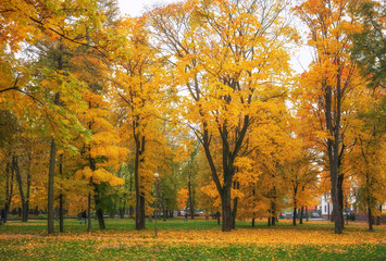 Fototapeta premium Colorful golden foliage in the autumn park. Beautiful high trees. Composition of nature