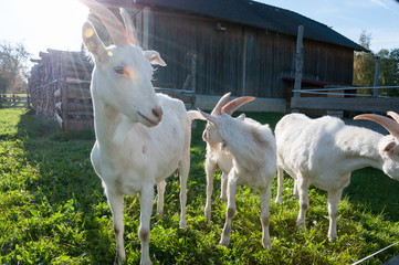 goats on green grass with shack