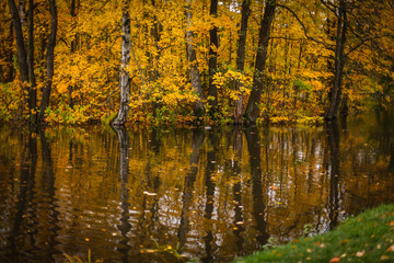 осенние деревья и озеро в парке 