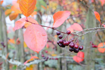 black chokeberry and red leaves