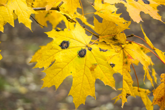 Rhytisma atserinum on autumn maple leaves. Disease maple leaves.