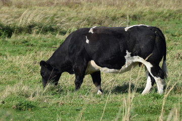 Cows grazing in a field of grass in the Netherlands