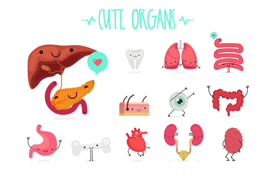Cute Organ set: Vector image