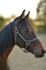 Fototapeta premium horse