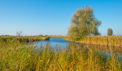 Shore of a lake in sunlight at fall