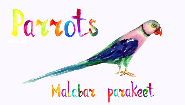 Blue-winged parakeet or Malabar parakeet (Psittacula columboides) parrot, isolated hand painted watercolor illustration with handwritten inscription