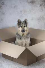 Dog in a moving box