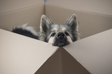 Dog in a cardboard box 