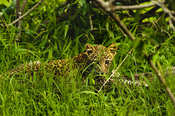 Baby African Leopard sitting in grass in Kruger Park South Africa