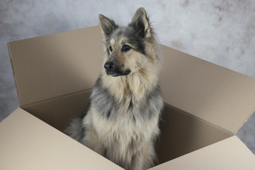 Dog in a cardboard box 