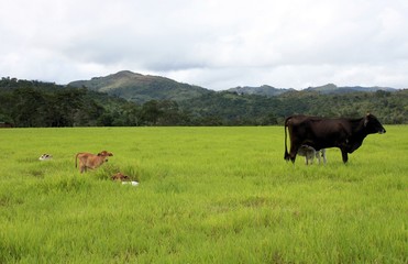Fototapeta na wymiar Cows in field, Venezuela