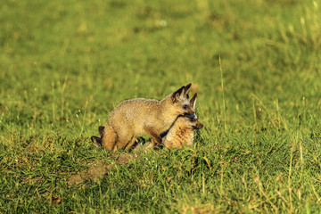 Naklejka na ściany i meble at-eared fox (Otocyon megalotis) , Kalahari desert, South Africa