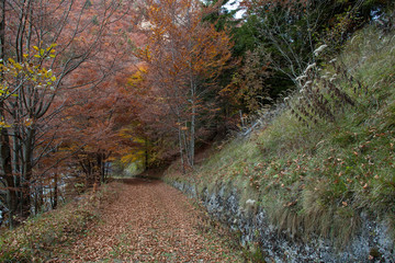 Viottolo di montagne con foglie secche