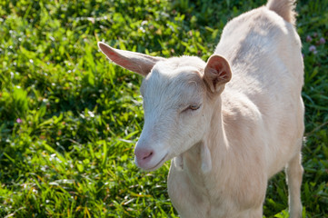 goats on green grass