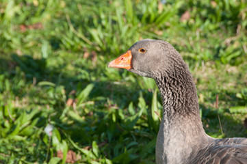 gray goose on grass