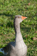 gray goose on grass