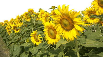 Sunflower garden blossom