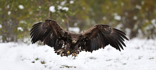 Eagle attack
