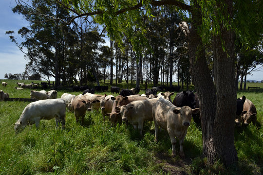 The group of cows in a farm in Tarrawara, Australia