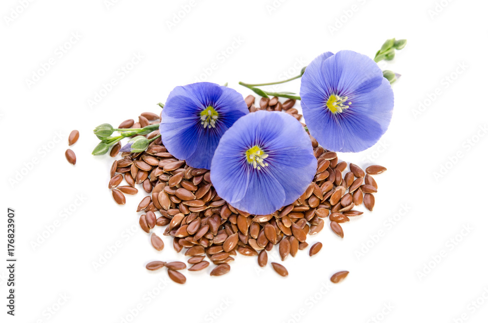 Wall mural Beautiful flowers of flax with seeds isolated  on white backgroumd