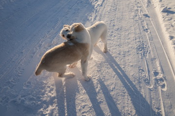 Два щенка Алабая (4 мес.) играют  на снежной дороге,...