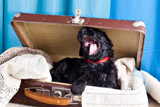 Sleepy Black Russian Terrier puppy yawns in the old vintage suitcase