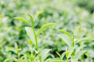 tea leaves with blurred background.