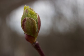 Closeup of flower bud with blurred background
