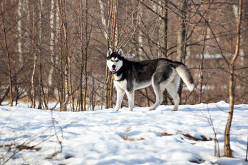 Dog breed Siberian Husky in winter forest