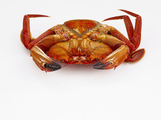 Velvet crab on white background