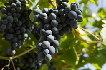 Large bunches of black grapes ripen against a background of greenery