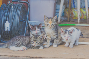 abandoned, homeless kittens in the barn