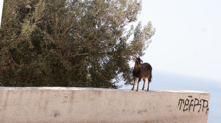 Une ch&egrave;vre &agrave; Kalimnos