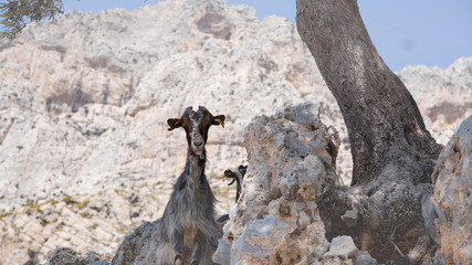 Une chèvre à Kalimnos