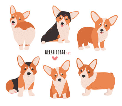 Set of welsh corgi in different postures. Small cute dog of herding breed isolated on white background. Funny pet animal in various positions. Flat cartoon character. Colorful vector illustration.