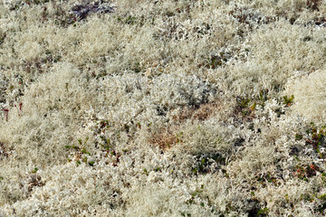 The vegetation of the tundra