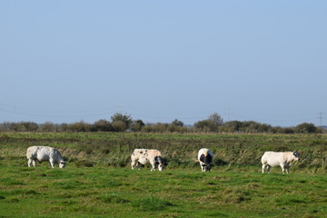Fototapeta na wymiar Cows grazing in a field of grass in the Netherlands