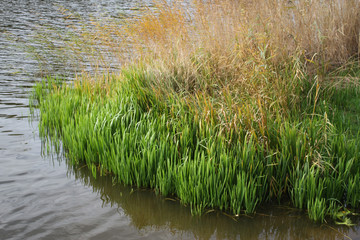 Obraz premium Water side view of river grass.