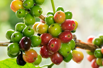 Coffee beans on a branch of tree