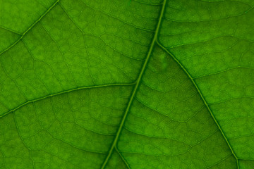 Naklejka na ściany i meble Texture of green avocado leaf in macro. Concept symbol of ECOLOGY.