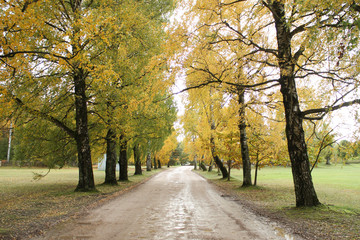 Obraz premium Countryside autumn view of small road.