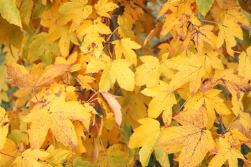 Yellof leaves on autumn tree